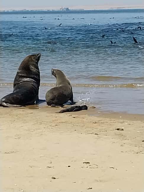 Walvis Bay: Kayaking and Sandwich Harbour Full-Day Tour - Why This Tour Works for Travelers