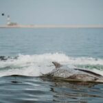 Walvis Bay: Namibian Coast Dolphin Cruise with Light Lunch - Exploring the Coastal Beauty of Walvis Bay