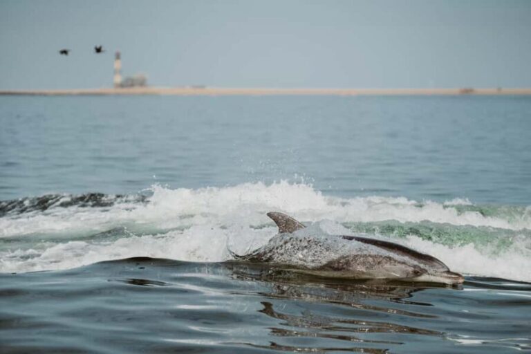 Walvis Bay: Namibian Coast Dolphin Cruise with Light Lunch - Exploring the Coastal Beauty of Walvis Bay