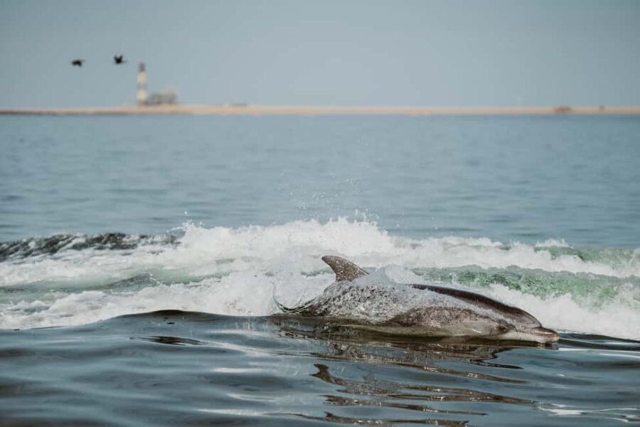 Walvis Bay: Namibian Coast Dolphin Cruise with Light Lunch - Exploring the Coastal Beauty of Walvis Bay