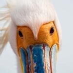 Walvis Bay : Pelican Point Birding and Cape Fur seal tour - The Value of a $150 Investment
