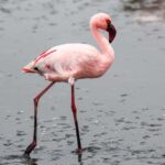 Walvis Bay: Sandwich Harbour Half-Day 4x4 Scenic Excursion - Practical Details: What You Need to Know