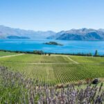 Wanaka: Full Day Classic Wine Tour with Lunch - What Sets This Tour Apart