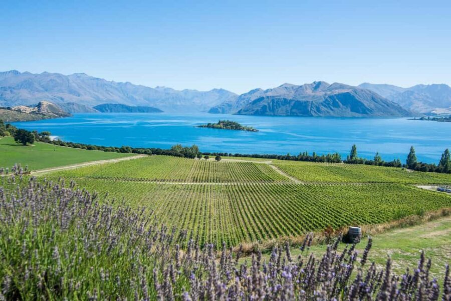 Wanaka: Full Day Classic Wine Tour with Lunch - What Sets This Tour Apart