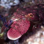 Warkworth: Full-Day Scuba Dive Charter at Hen and Chickens - The Itinerary Breakdown