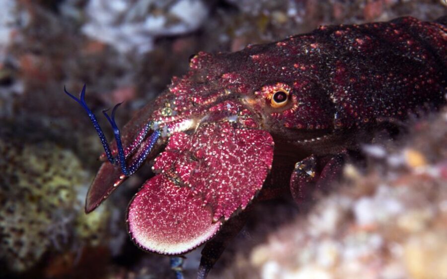 Warkworth: Full-Day Scuba Dive Charter at Hen and Chickens - The Itinerary Breakdown