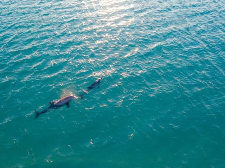 Watamu: Dolphin Watching and Snorkeling Boat Tour - The Practical Details
