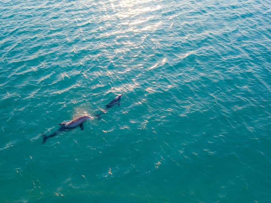 Watamu: Dolphin Watching and Snorkeling Boat Tour - The Practical Details