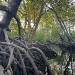Watamu: Mida Creek Mangrove & Birdwatching Tour w/Boat Ride - Exploring Mida Creek’s Ecosystem