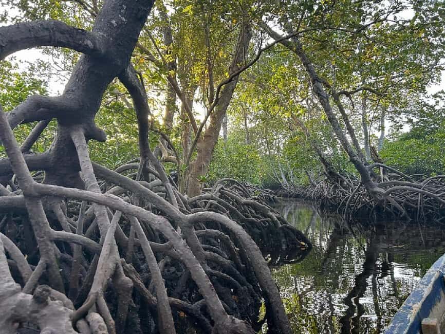 Watamu: Mida Creek Mangrove & Birdwatching Tour w/Boat Ride - Exploring Mida Creek’s Ecosystem