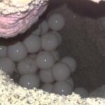 Watch Sea Turtles Nesting  Night Tour in Sal Island - Special Moments and Variations
