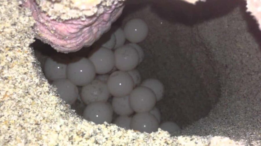 Watch Sea Turtles Nesting  Night Tour in Sal Island - Special Moments and Variations