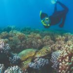 Wavedancer Low Isles Great Barrier Reef Sailing Cruise from Cairns - The Value of the Experience