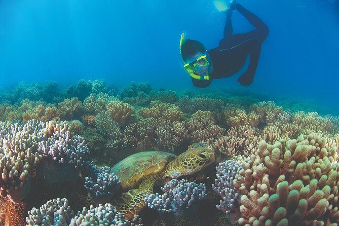 Wavedancer Low Isles Great Barrier Reef Sailing Cruise from Cairns - The Value of the Experience