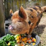 Wellington Zoo Entry Ticket + Animals of Aotearoa Group Tour - The Sum Up