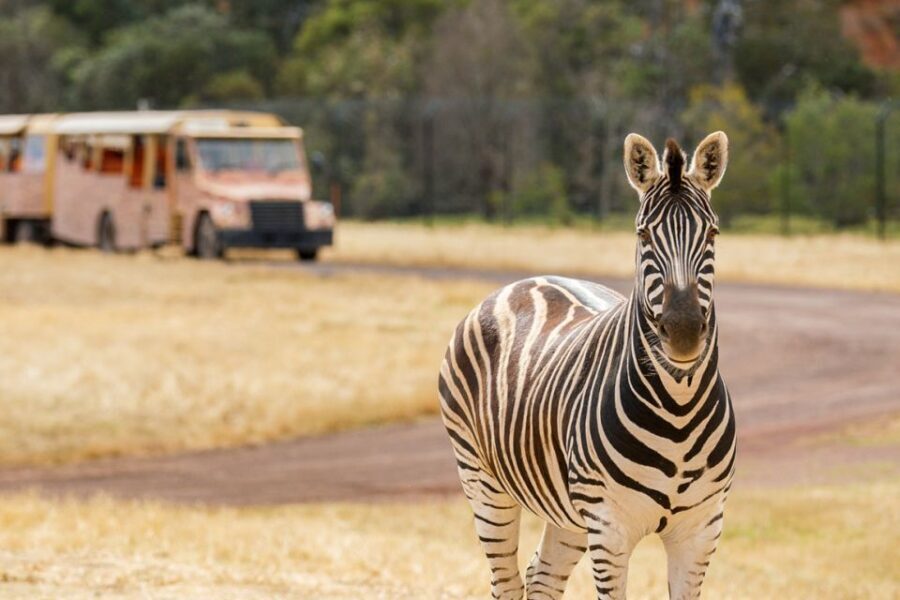 Werribee Open Range Zoo: Entry Ticket - The Overall Experience of Werribee Open Range Zoo