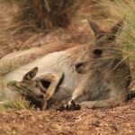 Werribee Open Range Zoo General Admission Ticket - The Itinerary in Detail