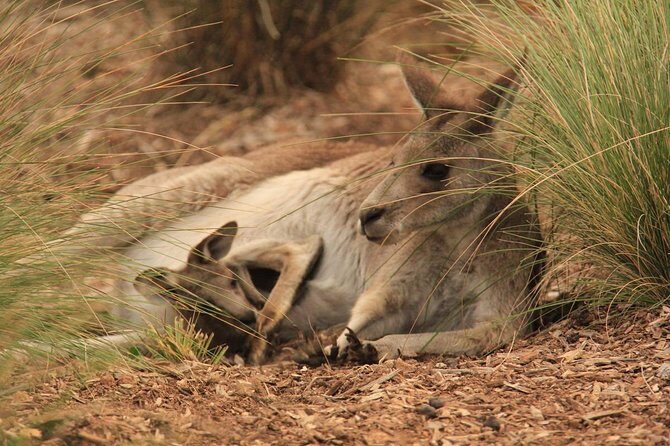 Werribee Open Range Zoo General Admission Ticket - The Itinerary in Detail