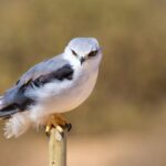 West Coast National Park: Private Day Tour. - The Value of This Tour