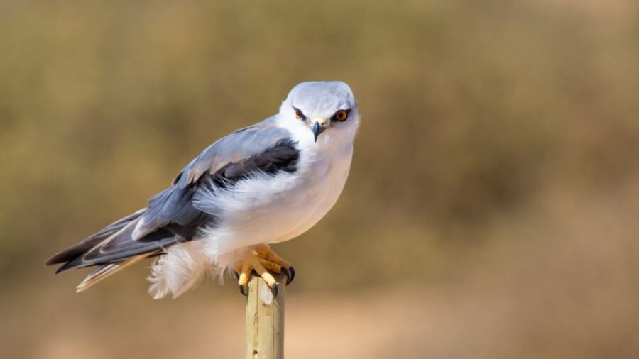 West Coast National Park: Private Day Tour. - The Value of This Tour