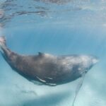 Western Australia: Swim with Humpback Whales - The Itinerary: What to Expect Throughout the Day