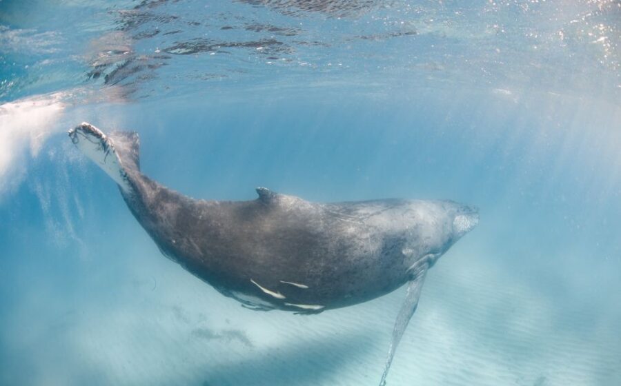 Western Australia: Swim with Humpback Whales - The Itinerary: What to Expect Throughout the Day