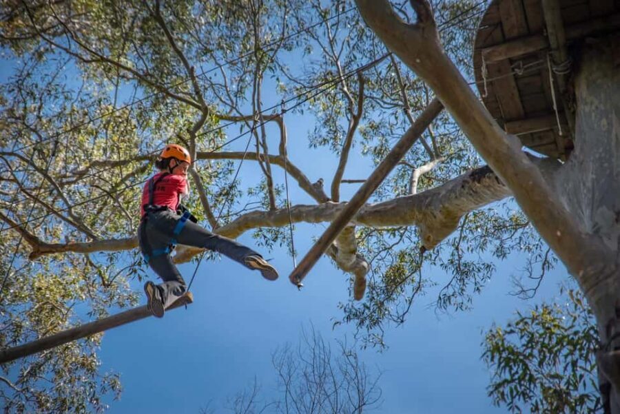 Western Sydney: Tree Ropes Courses - What Makes This Experience Special