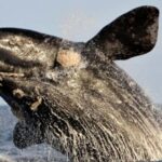Whale Route Full Day Tour - Harold Porter Botanical Gardens and Fernkloof Nature Reserve