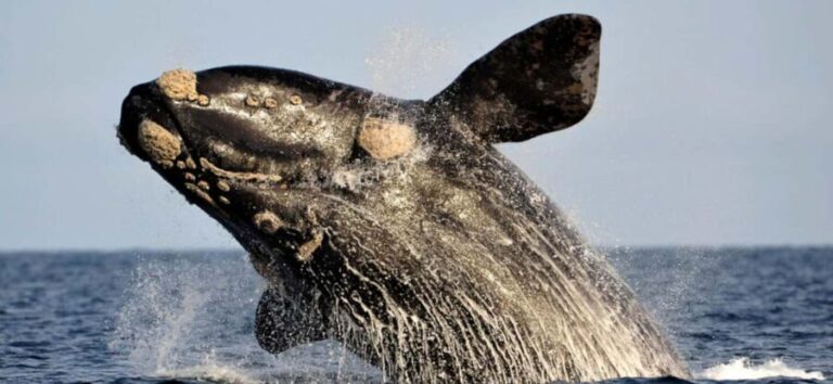 Whale Route Full Day Tour - Harold Porter Botanical Gardens and Fernkloof Nature Reserve