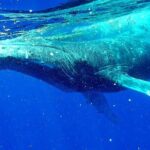 Whale Tour - Observe and swim with whales - The Sum Up