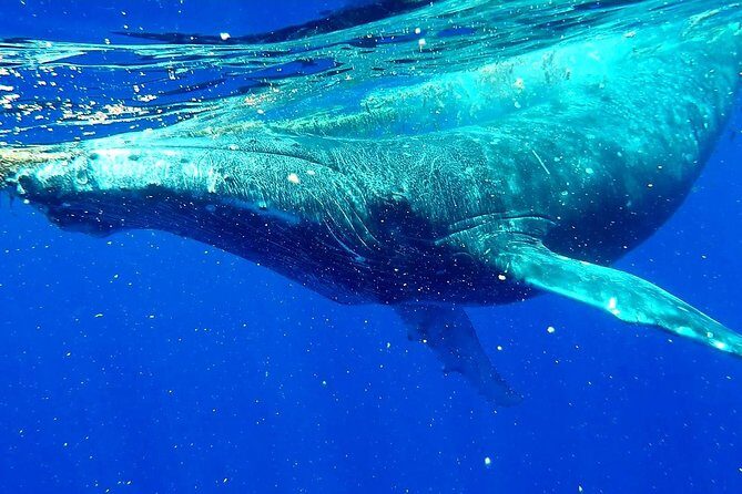 Whale Tour - Observe and swim with whales - The Sum Up