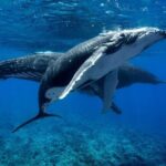 WHALE TOUR - Watching and Swimming with Whales - Who Will Love This Tour?
