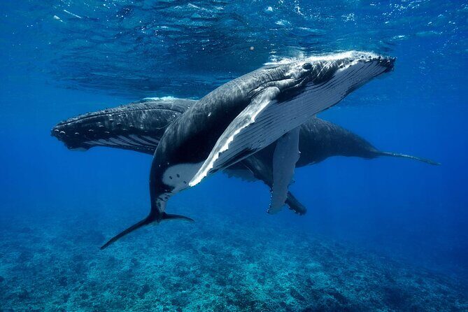 WHALE TOUR - Watching and Swimming with Whales - Who Will Love This Tour?