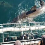 Whale Watching Boat trip in Hermanus - All inclusive - Is This Tour Worth It?