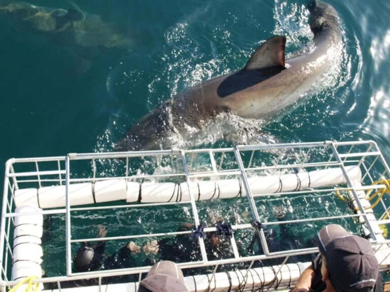 Whale Watching Boat trip in Hermanus - All inclusive - Is This Tour Worth It?