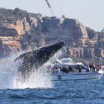 Whale Watching Boat Trip in Sydney - An In-Depth Look at the Whale Watching Experience