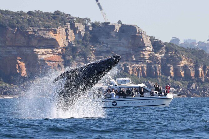 Whale Watching Boat Trip in Sydney - An In-Depth Look at the Whale Watching Experience
