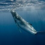 Whale Watching Bora Bora - The Value of the Experience