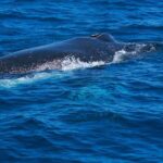 Whale Watching Busselton - Why This Tour Offers Great Value