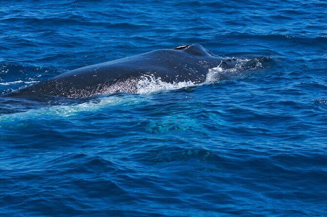 Whale Watching Busselton - Why This Tour Offers Great Value
