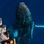 Whale Watching by Sea World Cruises - The Price & Value: Is It Worth It?