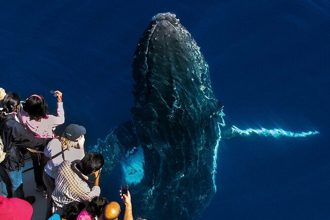 Whale Watching by Sea World Cruises - The Price & Value: Is It Worth It?