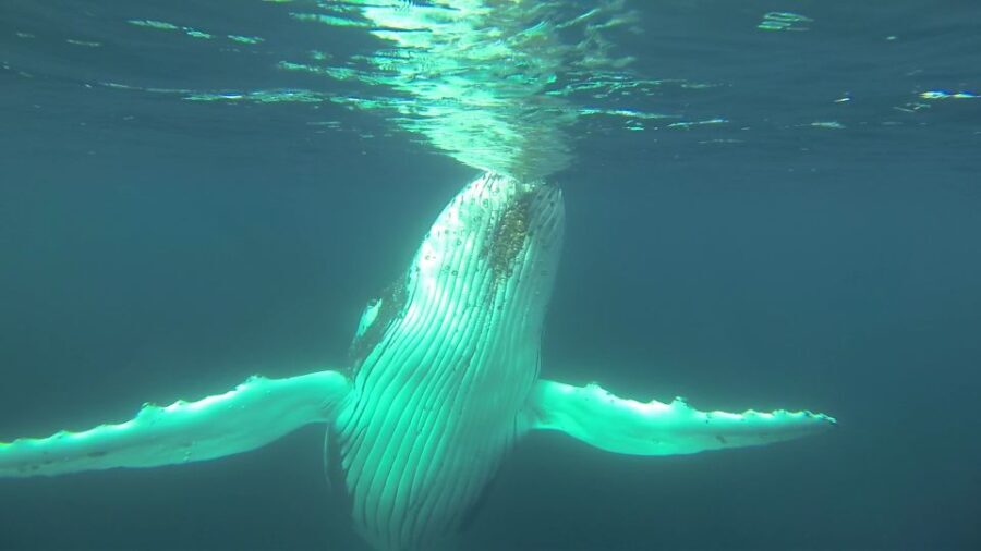 Whale Watching Cruise from Busselton, Augusta or Dunsborough - Who Should Book This Tour?