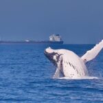 Whale Watching Cruise from Mooloolaba - Practical Tips for Your Trip