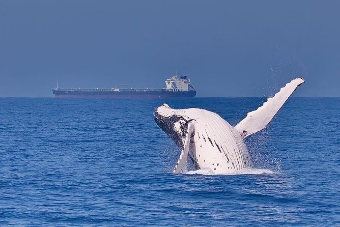 Whale Watching Cruise from Mooloolaba - Practical Tips for Your Trip