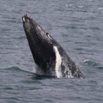 Whale Watching Cruise in New South Wales - Final Thoughts
