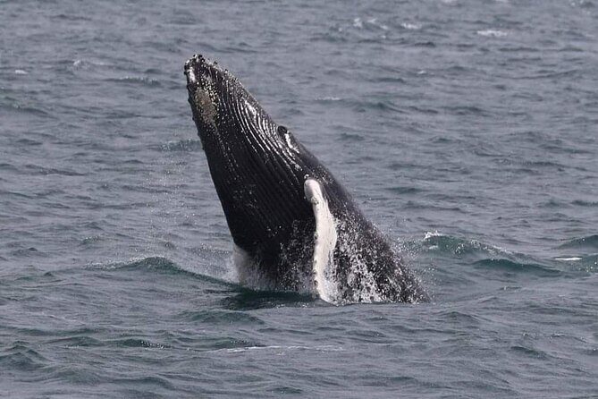 Whale Watching Cruise in New South Wales - Final Thoughts