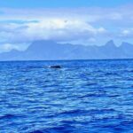 Whale watching DE Humpback West Coast of Tahiti - Why This Tour Offers Good Value