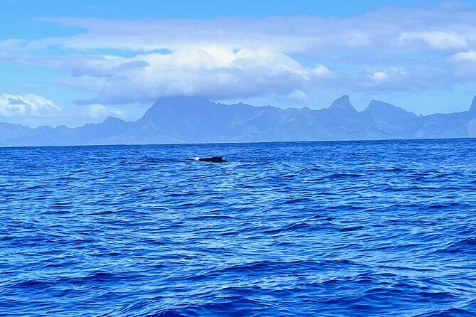 Whale watching DE Humpback West Coast of Tahiti - Why This Tour Offers Good Value