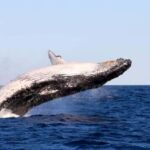 Whale Watching Discovery Tour from Lake Macquarie - The Value of the Experience